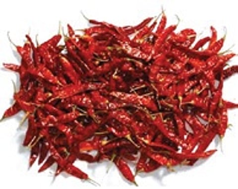 Chilli farmers face crisis as prices drop, costs rise, and yield declines in 2024