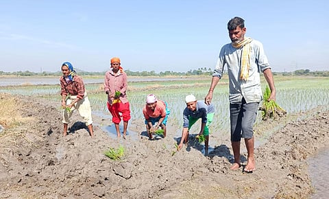 Farm labourers paddy transplantation works at Gopalpur village in Karimnagar district on Thursday