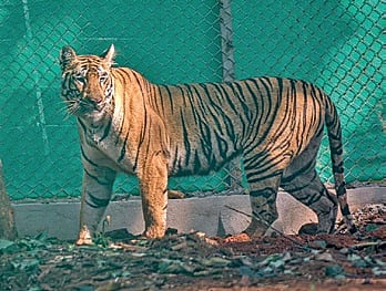 Zeenat