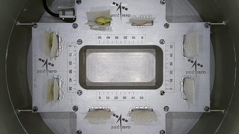 Image of sprouted cowpea seeds shared by ISRO.