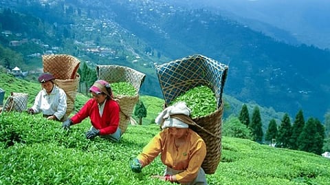 Image used for representational purposes only. Tea plantation.
