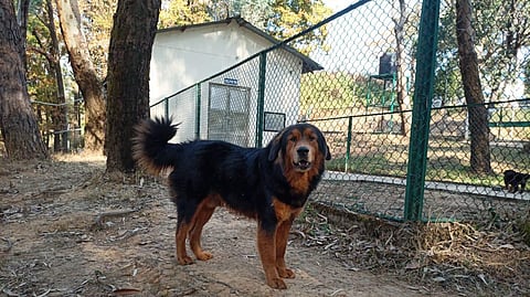 Himalayan "Gaddi" dog has been recognised as a breed by the National Bureau of Animal Genetic Resources (NBAGR) in Karnal, Haryana.