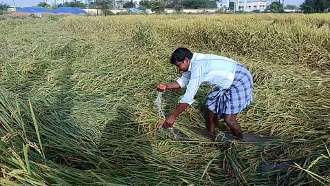 A farmer displays crops affected in his field near Keelaiyur due to heavy rains