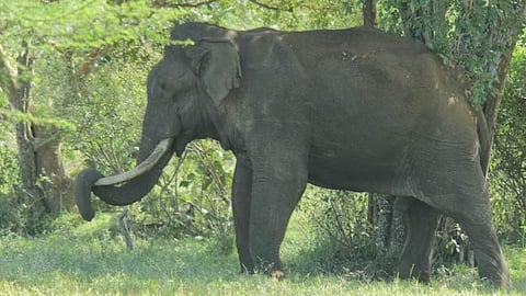Image of wild elephant used for representational purposes only.