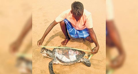 As per official sources, a majority of the Olive Ridley turtles died of drowning as their lungs were full of water