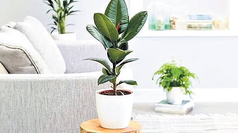 The Rubber Plant (Ficus elastica)