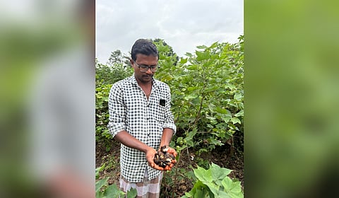 Cotton bolls have decayed and many flowers and bracts have fallen off after the rains
