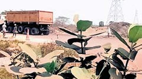 According to researchers, dust from mines that settles on leaves could impede a variety of functions crucial for the plants and trees to grow and remain healthy.