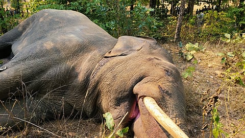 The carcass of the tusker collapsed just before veterinary teams arrived on the spot.