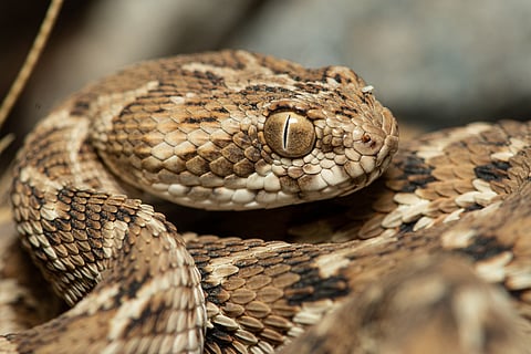 Saw Scaled Viper (Echis carinatus sochureki)