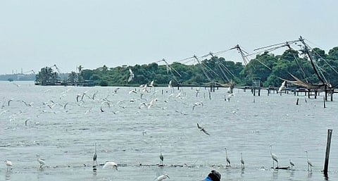 Kuthirakoor Kari: This ‘land of horses’ is a hidden gem of Kochi