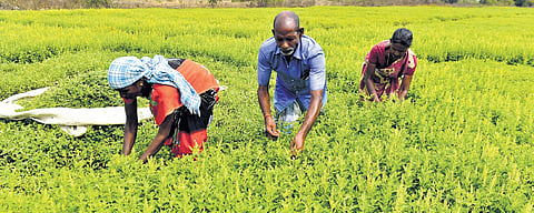 With the Union Budget for 2025-26 set to be presented on 1st February, farmer unions and agricultural activists have voiced their key expectations.