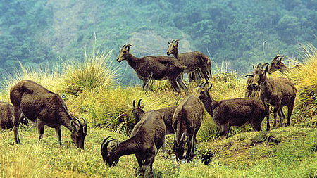 Nilgiri Tahr