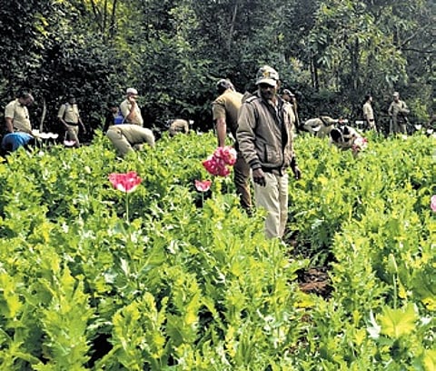 Forest officials destroying opium plants