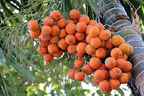 Areca nut imports remain a major challenge despite the 100% import duty imposed.