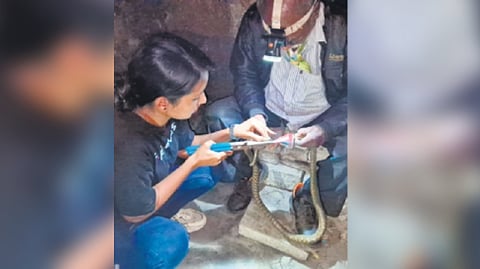 Snake Helpline volunteers Niharika Mohapatra and Purnachandra Das rescuing the snake