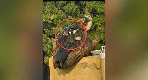 The vulture with a small electronic device on its back