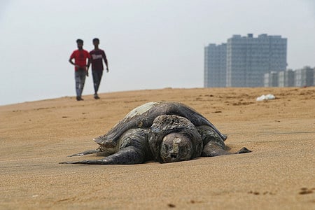 Carcasses of olive ridley turtles along the Chennai coast