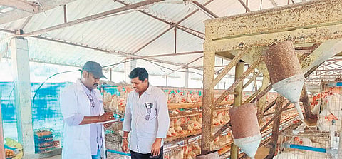 East Godavari reported over 12 lakh chicken deaths in the past few days
