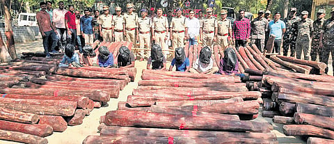 A police team discovered 185 hidden red sanders logs at Neelagiri plantation near Katikanahalli village and transported them to the Tirupati Task Force headquarters.