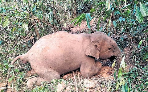 The carcass was left in the open for scavenger animals to feed upon.