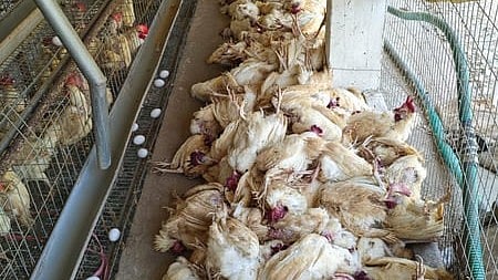 Bird flu chicken dead in poultry farm in kanur village in East Godavari district.