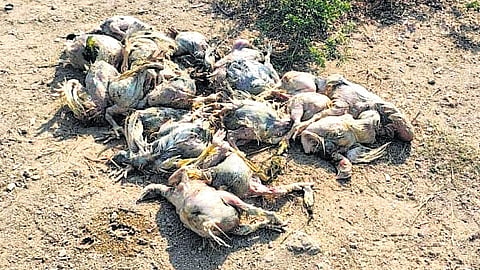 Image of dead chicken used for representational purposes only.
