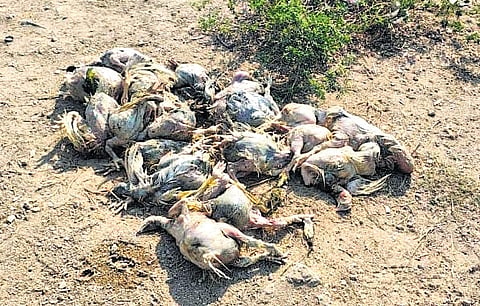 Dead chicken discovered by fisherman at the Akkampally reservoir on Firday