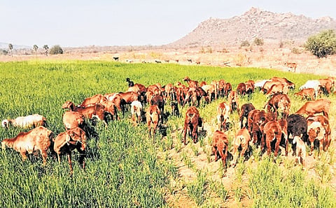 A dried-up paddy field in
Yadadri-Bhuvanagiri district now serves as fodder for sheep
