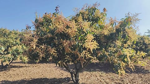 A picture of mango fields in Karimangalam where the flowering season had started late, left farmers concerned.