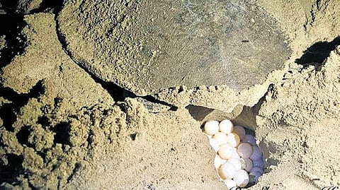 An Olive Ridely Turtle lays eggs on a beach in Uttara Kannada