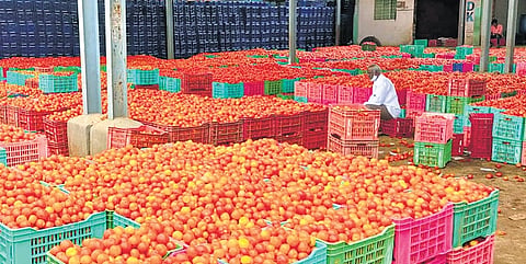 Madanapalle tomato ryots push for GI tag