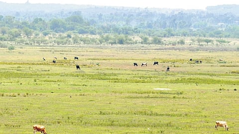 The habitat is home to smaller and lesser know flora and fauna species that are important for maintaining the soil conditions.