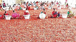 Chilli farmers in Andhra Pradesh to get Rs 11,781 MSP