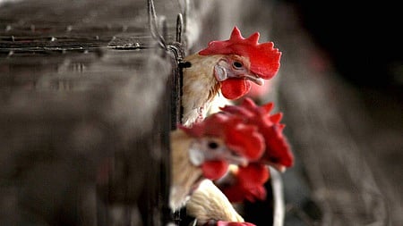 Sinha noted that of the 300 birds at the farm, around 250 died within 15 days.
