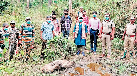 The tigress was found dead in Nellakottai forest range at MTR