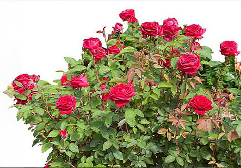 The guide to please rose gods