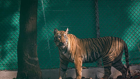 Tigress Zeenat