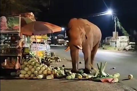 A wild Elephant consumed watermelon at a roadside shop near a petrol bunk on the Mettupalayam to Ooty main road on Sunday night.
