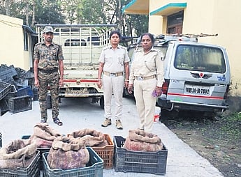 During search, the forest staff found a secret chamber beneath the van’s cargo box and found soft-shelled turtles packed in gunny bags inside it.