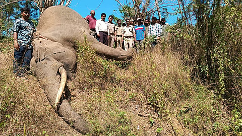 Dr Shindhe from the department conducted the postmortem of the elephant, and the dead body was buried by the forest fringe.