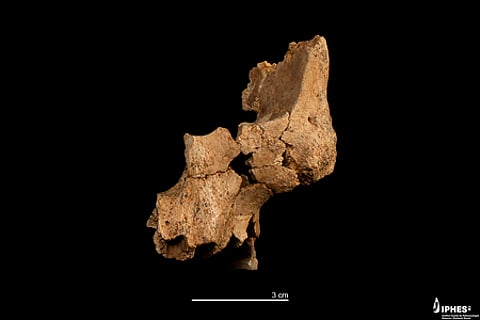 The fossil is catalogued as ISIR 282. Notable features include a vertically oriented pubis and a distinct pelvic structure.