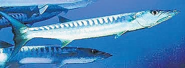 A Maldivian national, who suffered critical injuries in an attack by a barracuda fish during a fishing expedition.