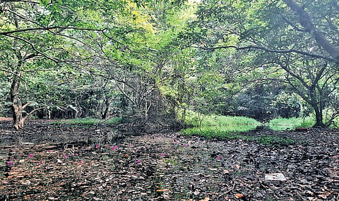 The Poorna Bird Sanctuary is host to around 120 species of birds