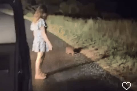 A viral video which shows influencer Sam Jones taking away a baby wombat from it's mother.