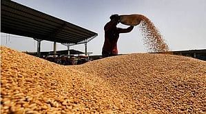 Contrary to earlier predictions no heatwave conditions were reported in the wheat-producing regions.