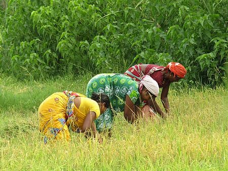 File Photo | Women harvesting rabi paddy at Joba Konadi village in Koraput district