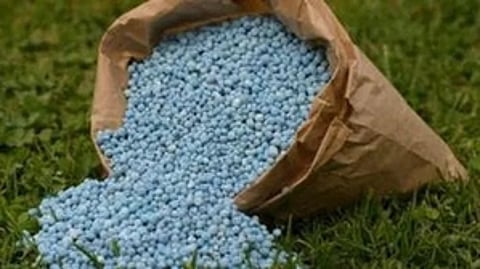 Fertiliser subsidy to farmers amid rise in global prices