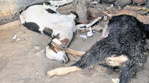The minister announced that the compensation for goats, sheep and chicken has been increased as per instructions of CM MK Stalin.