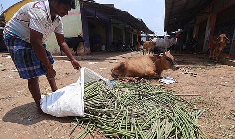 On an average, a trader dumps nearly 10 to 25 bags of drumsticks in waste bins